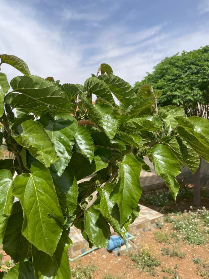 הוילה Al-Qasr مزرعة النجم Najem Farm מראה חיצוני תמונה